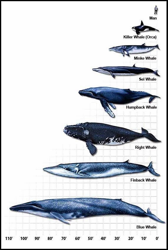 whale